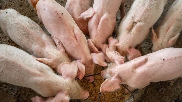 U.S Hog Inventory Down 1%