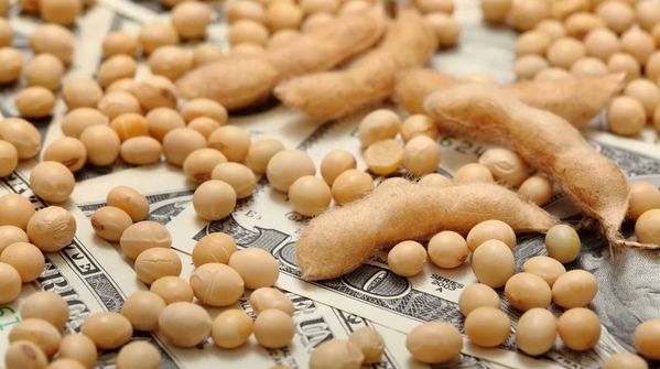 4 strategies for selling soybeans today