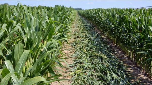 You Won’t Pick The Top In This Corn Market Rally