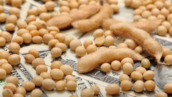 What happens if there's no soybean rally?