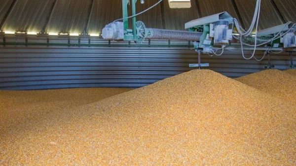 Are you still storing corn?