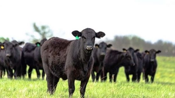Protect profit amid volatile cattle markets