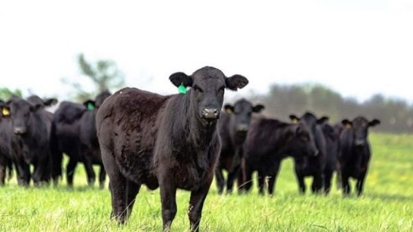 Beef on Dairy Boom Drives Record Calf Market