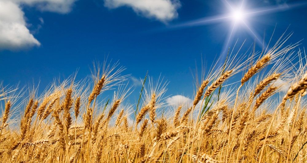 Advance Trading in Texas, an independent Commodity Brokerage Firm, offers ag risk management