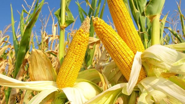 Could Corn Prices Blow Over?