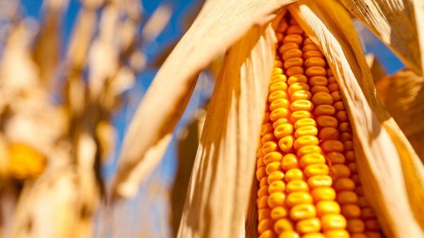 Protect and Defend Price Opportunity